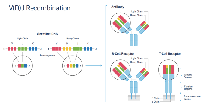 V(D)J recombination: antibody, B-cell and T-cell receptors