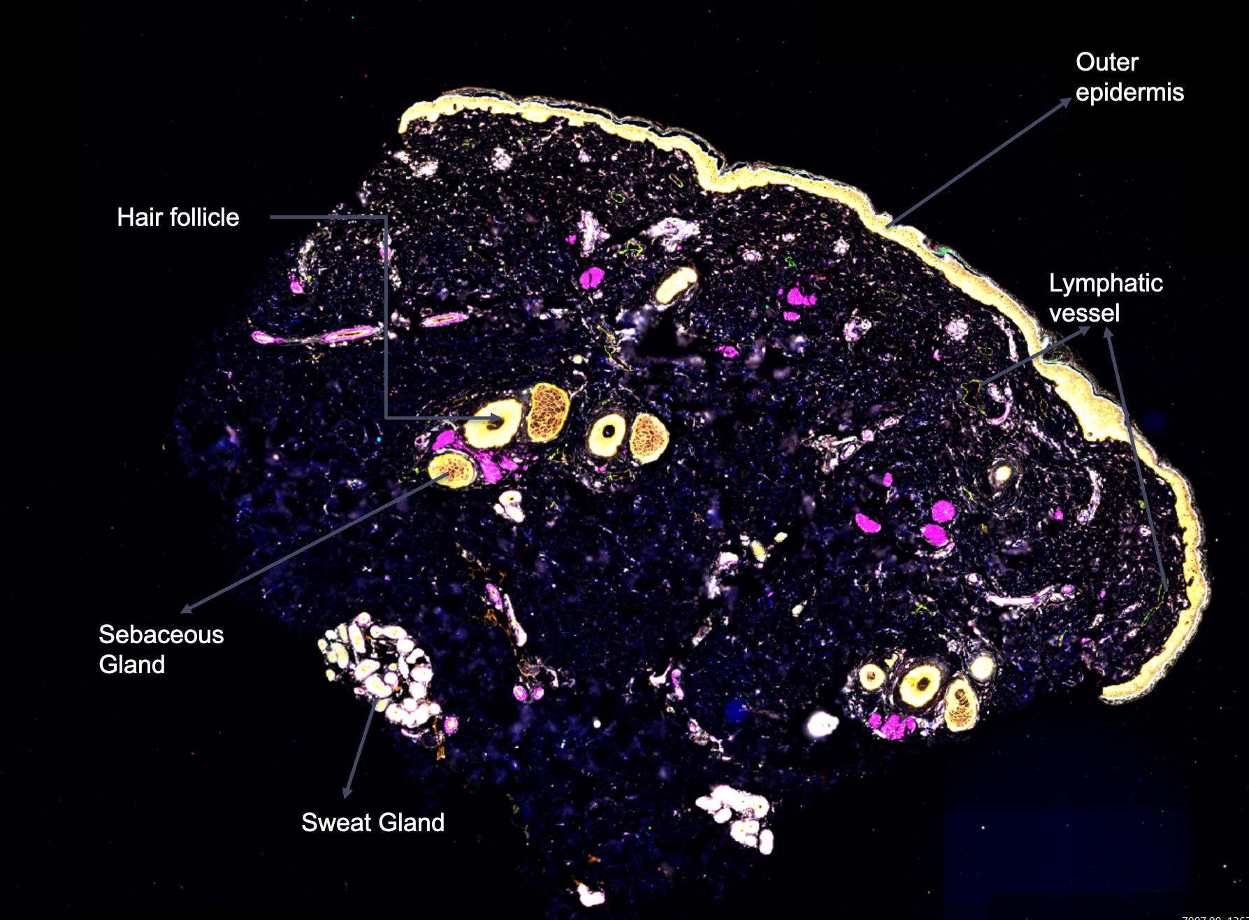 Skin section (40+ plex multiplex IF): hair follicle, sebaceous gland, sweat gland, lymphatic vessel and epidermis