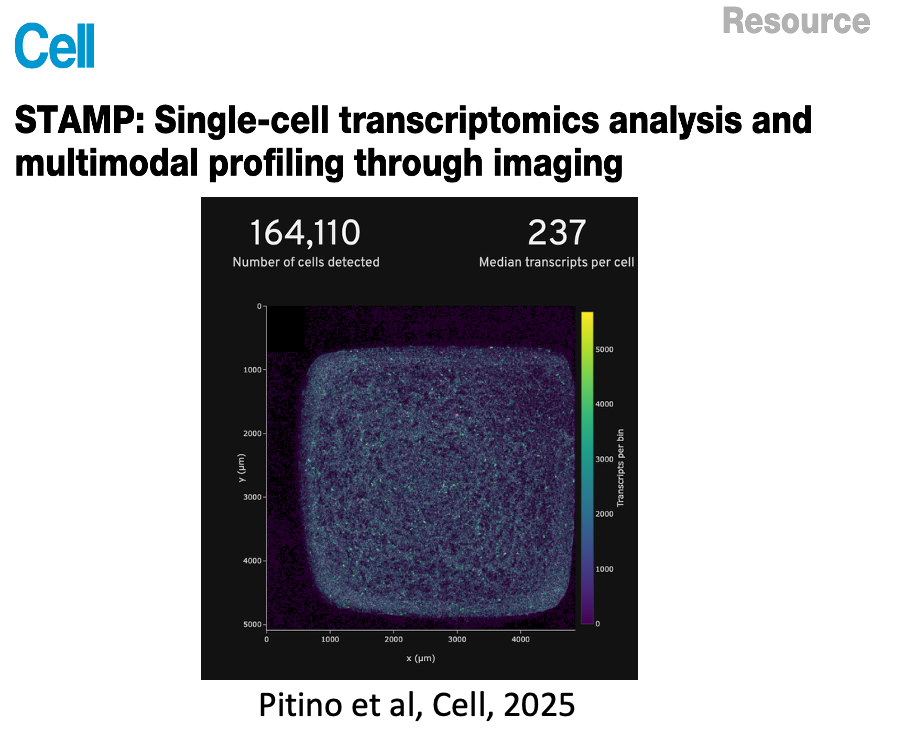 STAMP single-cell imaging (164