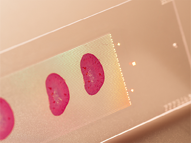 A StrataMap slide with tissue sections in the Spatial Technologies Unit