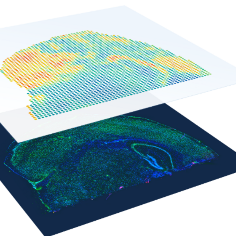 Visium HD whole-transcriptome spatial gene expression overlaid on a tissue section